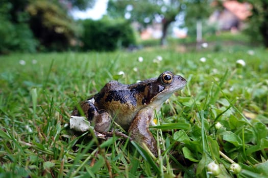 Grasfrosch (Rana temporaria)