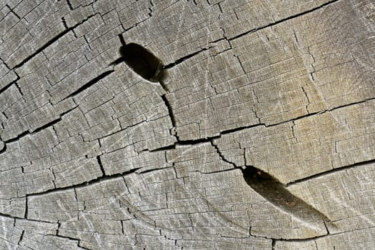 Feeding tunnels of a great capricorn beetle, Großer Eichenbock, Cerambyx cerdo, in the wood of a english oak, quercus robur