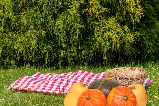 Health food. A red checked picnic blanket with a basket,and colorful pumpkins on a meadow. Beautiful backdrop for your product placement or montage.