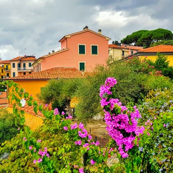 Bougainvillea flowers with colorful architecture of small fishing village in background - Tellaro, Cinque Terre, Liguria, Italy