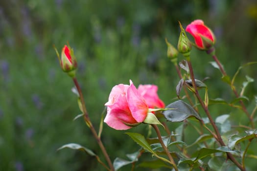 pink roses in the garden - soft focus
