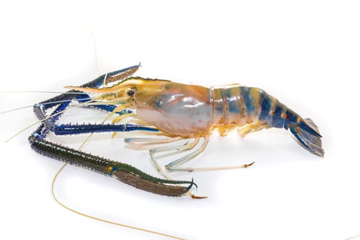 Giant Freshwater Prawn on white background close up