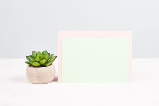 Cactus in a pot on a pastel colored background, minimalistic decoration, plant at the desk, copy space for text, modern home