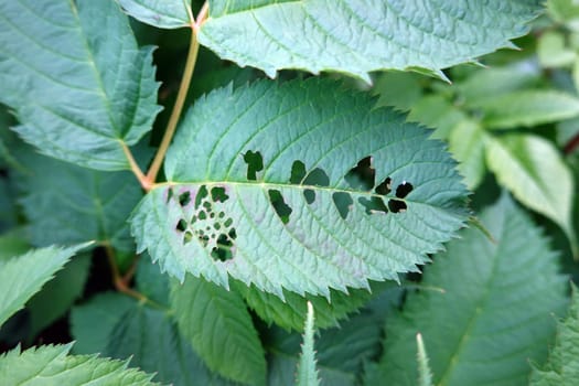Blattwespen-Larven (Tenthredinidae) fressen die Blätter eines Wald-Geissbart (Aruncus dioicus)