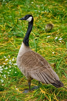 Canada goose and goslings on grass