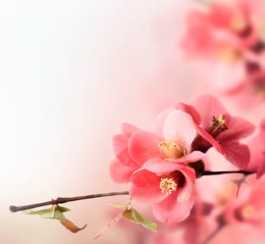 Beautiful pink cherry blossom closeup with copyspace