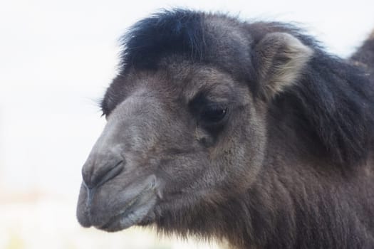 Close-up animal portrait of dark camel or dromedary on white background.