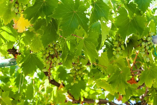 Graps on tree grap at vineyard.