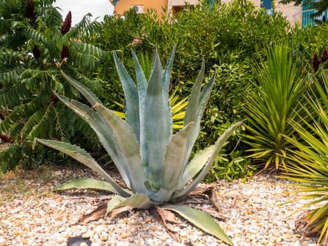 Summer picture with one big agave in a garden.