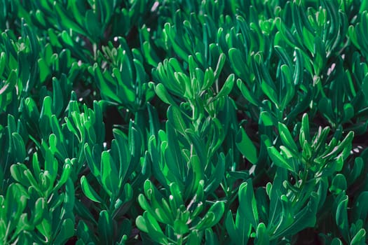 Abstract green leaves texture, nature background