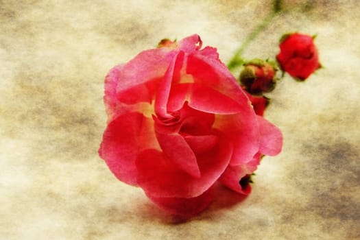 Red rose on grunge background