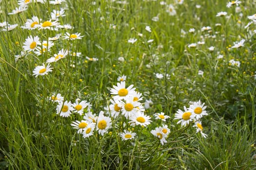 Ox-eye Daisy (Leucanthemum vulgare) in garden - close up