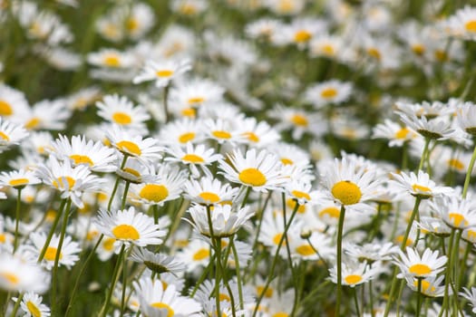 Ox-eye Daisy (Leucanthemum vulgare) in garden - close up