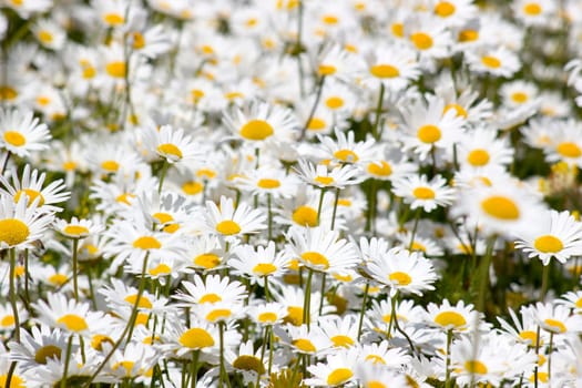 Ox-eye Daisy (Leucanthemum vulgare) in garden - close up