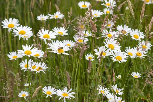 Ox-eye Daisy (Leucanthemum vulgare) in garden - close up