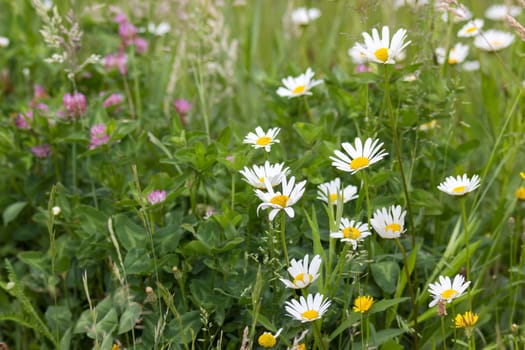 Ox-eye Daisy (Leucanthemum vulgare) in garden - close up