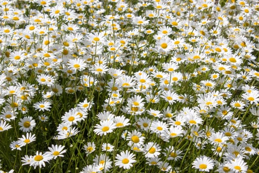 Ox-eye Daisy (Leucanthemum vulgare) in garden - close up