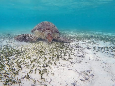 Hawksbill turtle is swimming in the tropical lagoon in the Indian Ocean, Maldive