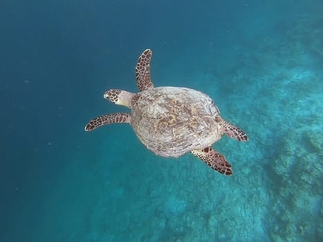 Hawksbill turtle is swimming in the tropical lagoon in the Indian Ocean, Maldive