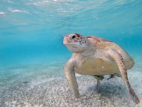 Hawksbill turtle is swimming in the tropical lagoon in the Indian Ocean, Maldive