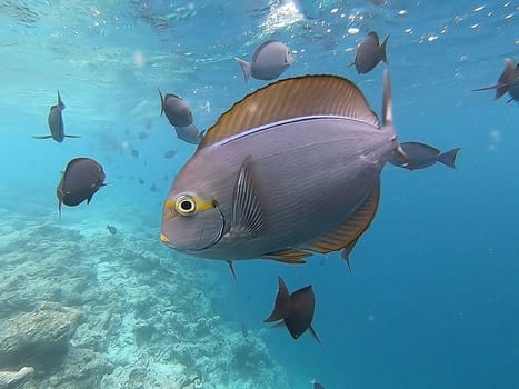 Tropical fish are swimming the reef in the Indian Ocean, Maldive