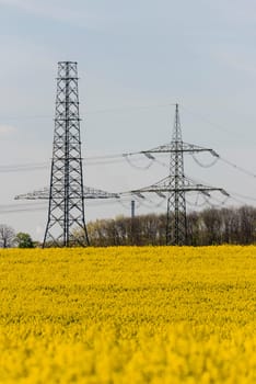 a yellow rapeseed - agricultur