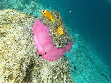 Sea anemone and tomato clownfishes in the reef in the Indian Ocean, Maldive
