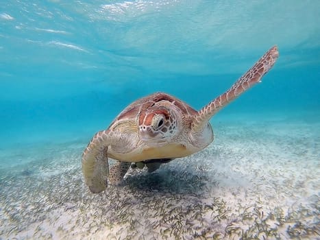Hawksbill turtle is swimming in the tropical lagoon in the Indian Ocean, Maldive