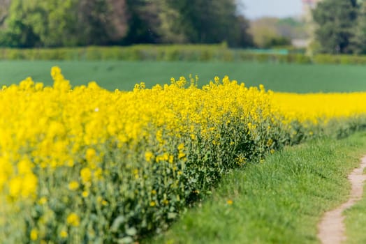 a yellow rapeseed - agricultur