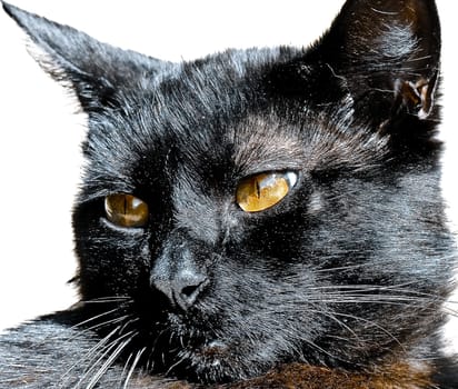 Striking Black cat with orange eyes