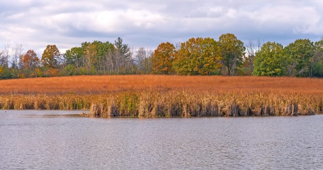 Wetland Prairie in Autumn Colors in Crabtree Nature Preserve in Illinois