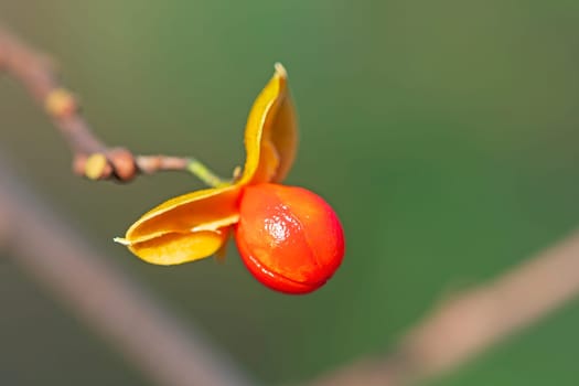 American Bittersweet Seed in Fall in the Peny Road Pond Preserve in Illinois
