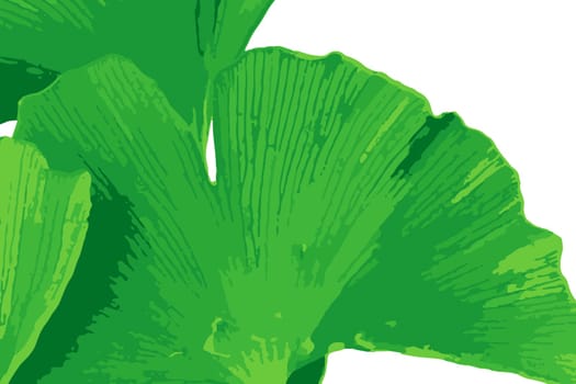 Ginkgo biloba, commonly known as ginkgo or gingko also known as the maidenhair tree, is a species of tree native to China