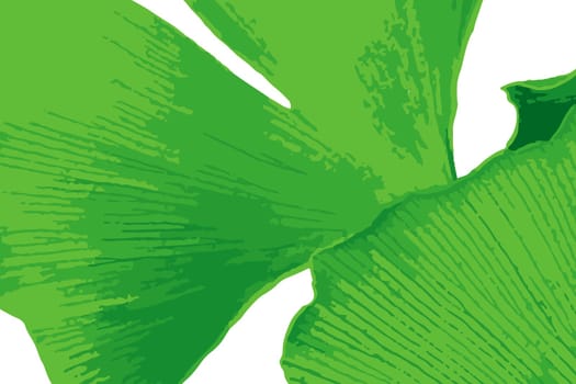 Ginkgo biloba, commonly known as ginkgo or gingko also known as the maidenhair tree, is a species of tree native to China