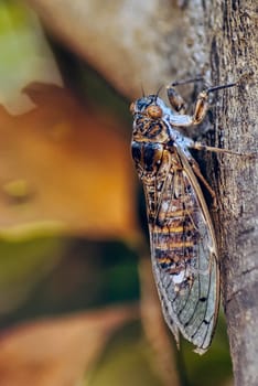 Cretan cicada (Cicada cretensis) - Gouves, Crete, Greece