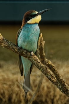 Bee -eater