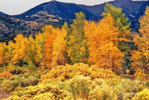 Autumn in Colorado
