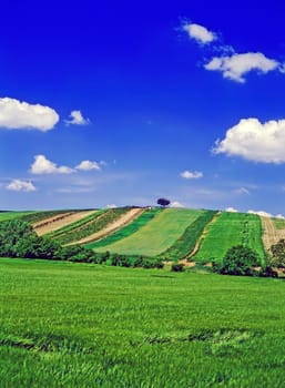 Fields in the Summer