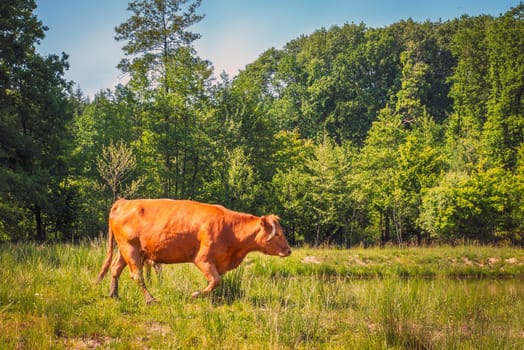 Flock of cows on a meadow. Brown and white cows. Green meadow.