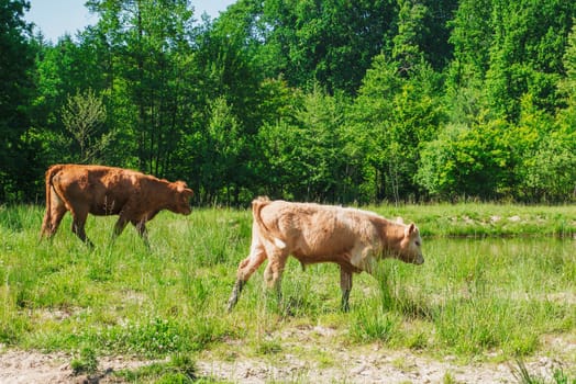 Flock of cows on a meadow. Brown and white cows. Green meadow.