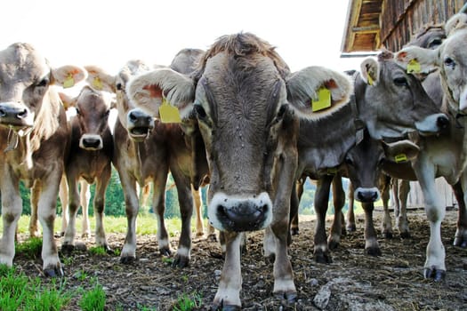 Young brown cattle on a pasture in Bavaria