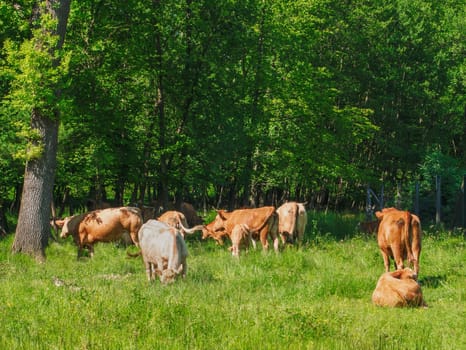 Flock of cows on a meadow. Brown and white cows. Green meadow.
