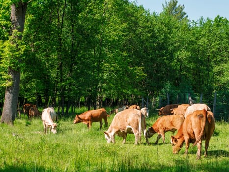Flock of cows on a meadow. Brown and white cows. Green meadow.