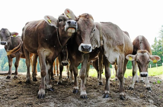 Funny young brown cattle on a pasture in Bavaria