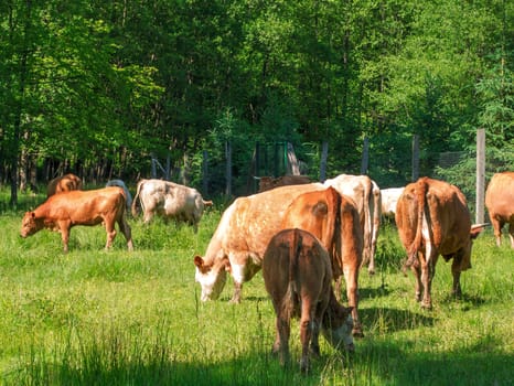Flock of cows on a meadow. Brown and white cows. Green meadow.