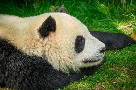 Chinese tourist symbol and attraction - giant panda bear sleeping on grass. Chengdu, Sichuan, China