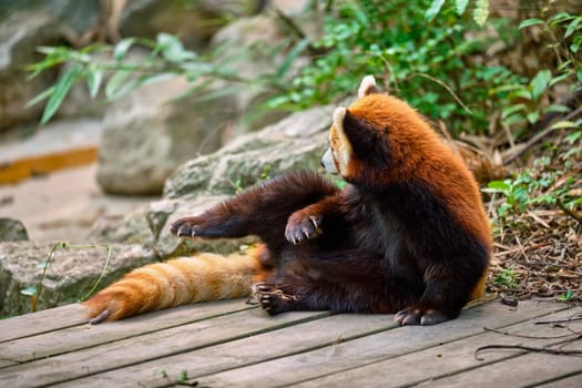Red panda in Chengdu, Sichuan China