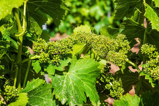Young bunches of grapes with flowers. Close-up of flowering bunches of grapes in the branches of a vineyard in Sardinia, Italy. Traditional agriculture.