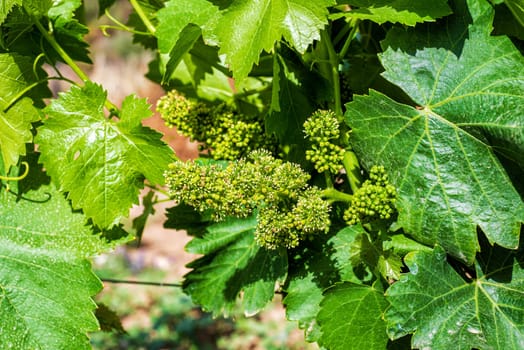 Young bunches of grapes with flowers. Close-up of flowering bunches of grapes in the branches of a vineyard in Sardinia, Italy. Traditional agriculture.