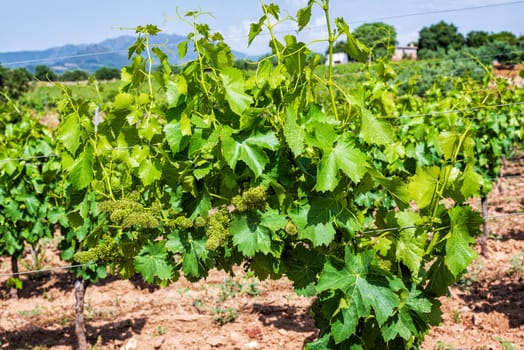 Young bunches of grapes with flowers. Flowering bunches of grapes between the branches of a vineyard in Sardinia, Italy. Traditional agriculture.